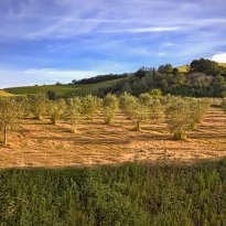 Carassai Le Marche