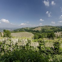 Clavesana Piemonte