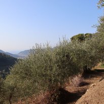 Dolceacqua Liguria