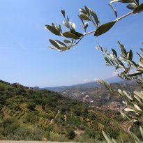 Vallebona Liguria
