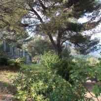 Camporosso Liguria