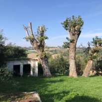 Barchi - Terre Roveresche Le Marche