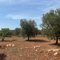 Ceglie Messapica Puglia