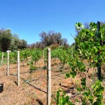 Carovigno Puglia