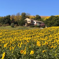 Roncitelli di Senigallia Le Marche
