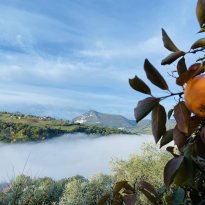 Cupramontana Le Marche