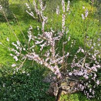 Ceglie Messapica Puglia
