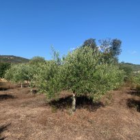 San Giovanni, Olbia Sardegna