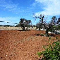 Carovigno Puglia